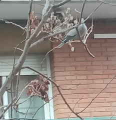 Streptopelia decaocto