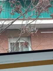 Streptopelia decaocto