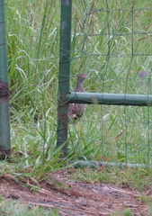 Pternistis afer castaneiventer