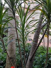 Angiospermae