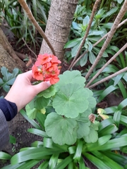 Pelargonium × hybridum