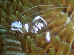 Ancylomenes magnificus