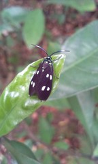 Chrysartona stipata