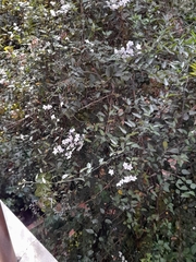 Solanum laxum