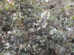 Solanum laxum