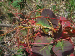 Cuscuta monogyna