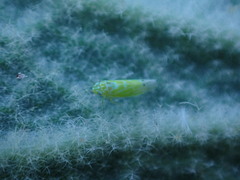 Micantulina stigmatipennis