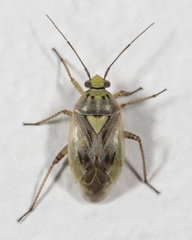 Lygus shulli