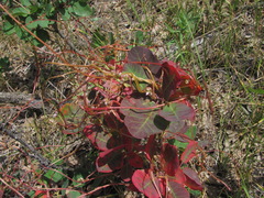 Cuscuta monogyna