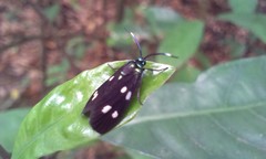 Chrysartona stipata