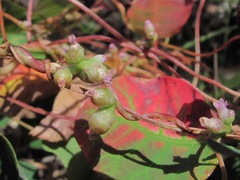 Cuscuta monogyna