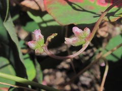 Cuscuta monogyna