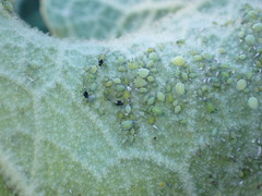 Aphis verbasci