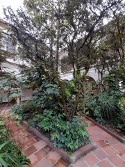 Angiospermae