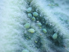 Aphis verbasci