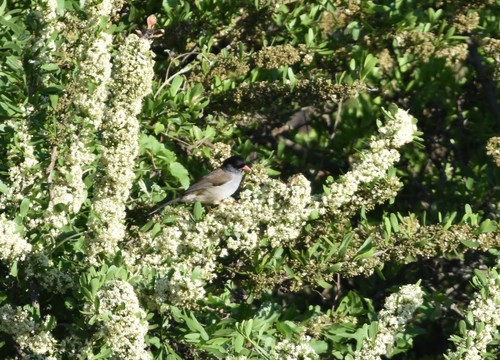 Bush Blackcap (Sylvia nigricapillus), photo 8