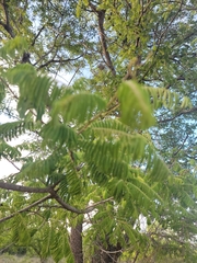 Albizia harveyi