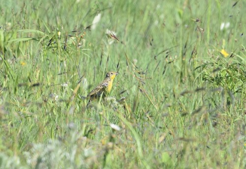 Yellow-breasted Pipit (Hemimacronyx chloris), photo 6