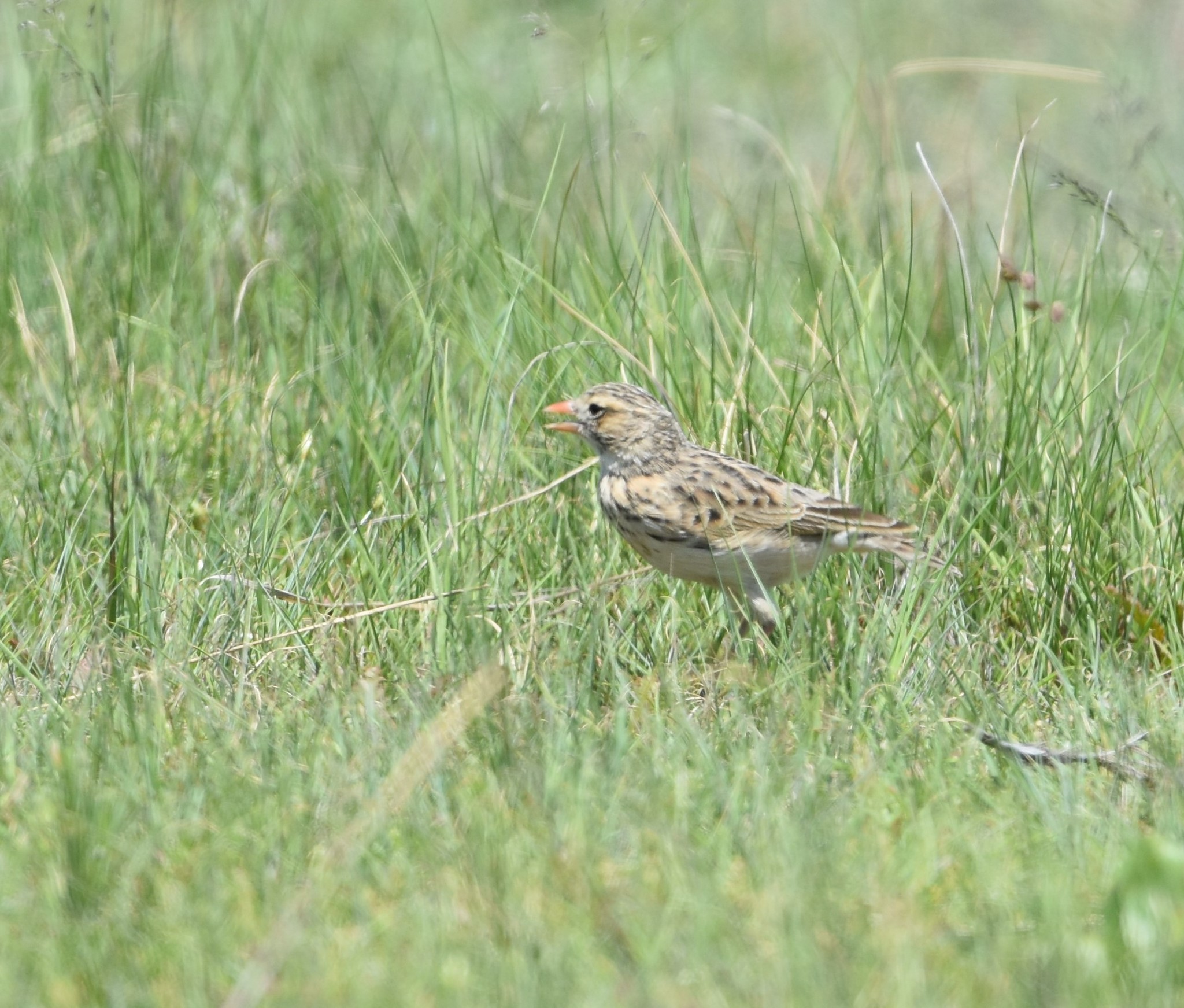 Botha's Lark (Spizocorys fringillaris), photo 2
