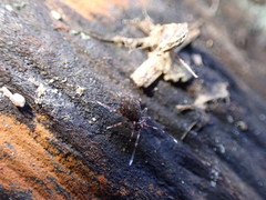 Ptenothrix italica