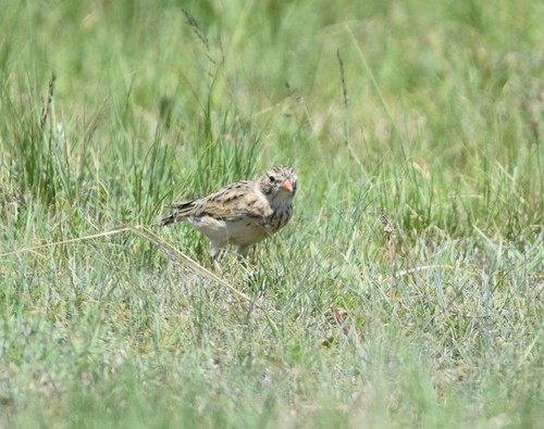 Botha's Lark (Spizocorys fringillaris), photo 9