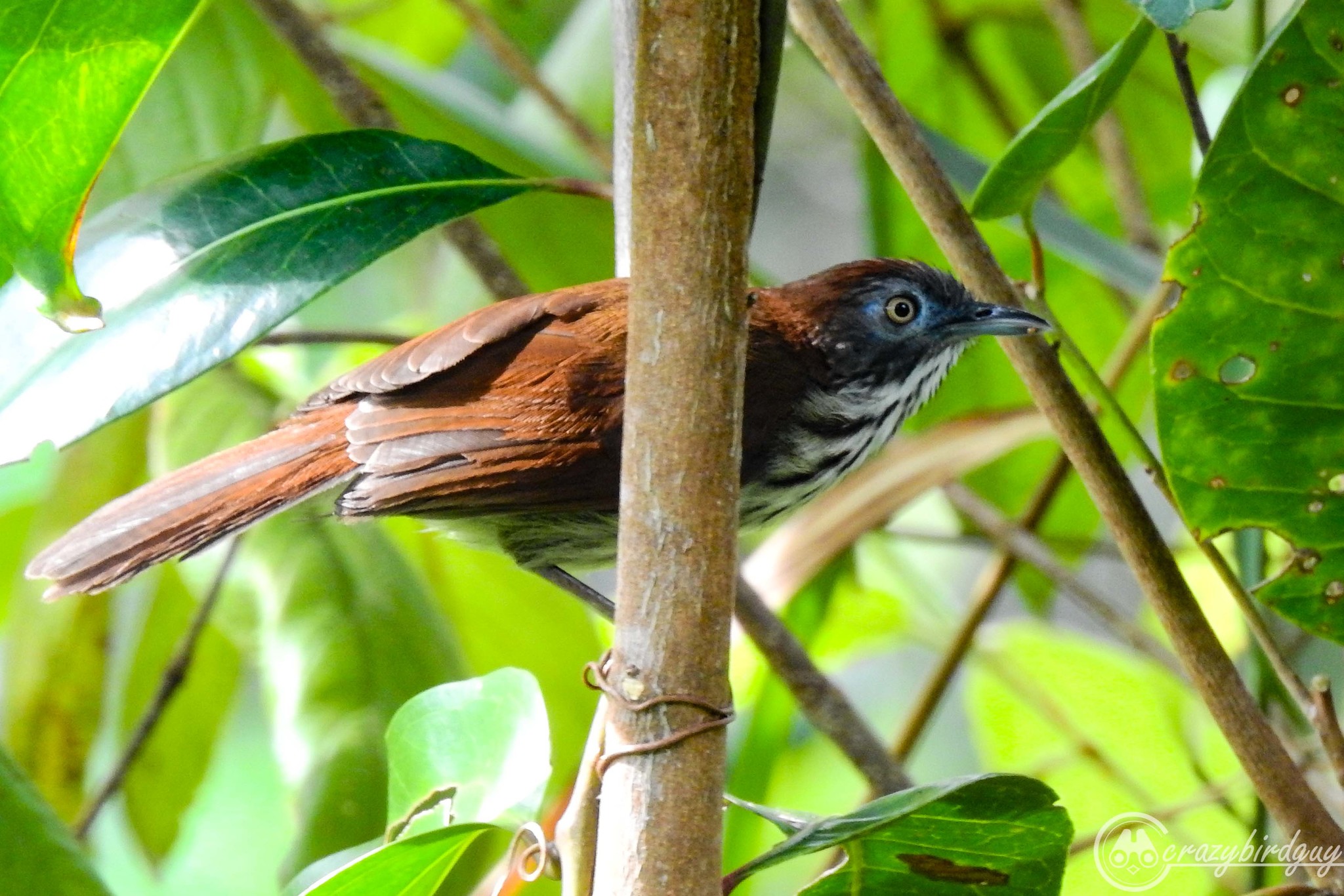 Bold-striped Tit-Babbler illustration