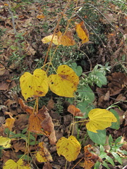 Dioscorea caucasica