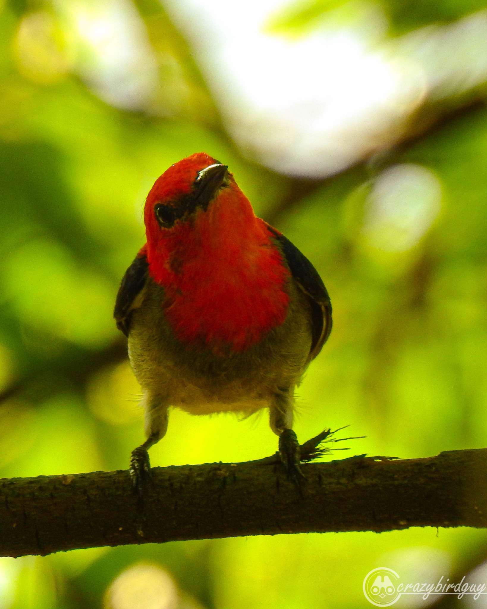Scarlet-headed Flowerpecker illustration