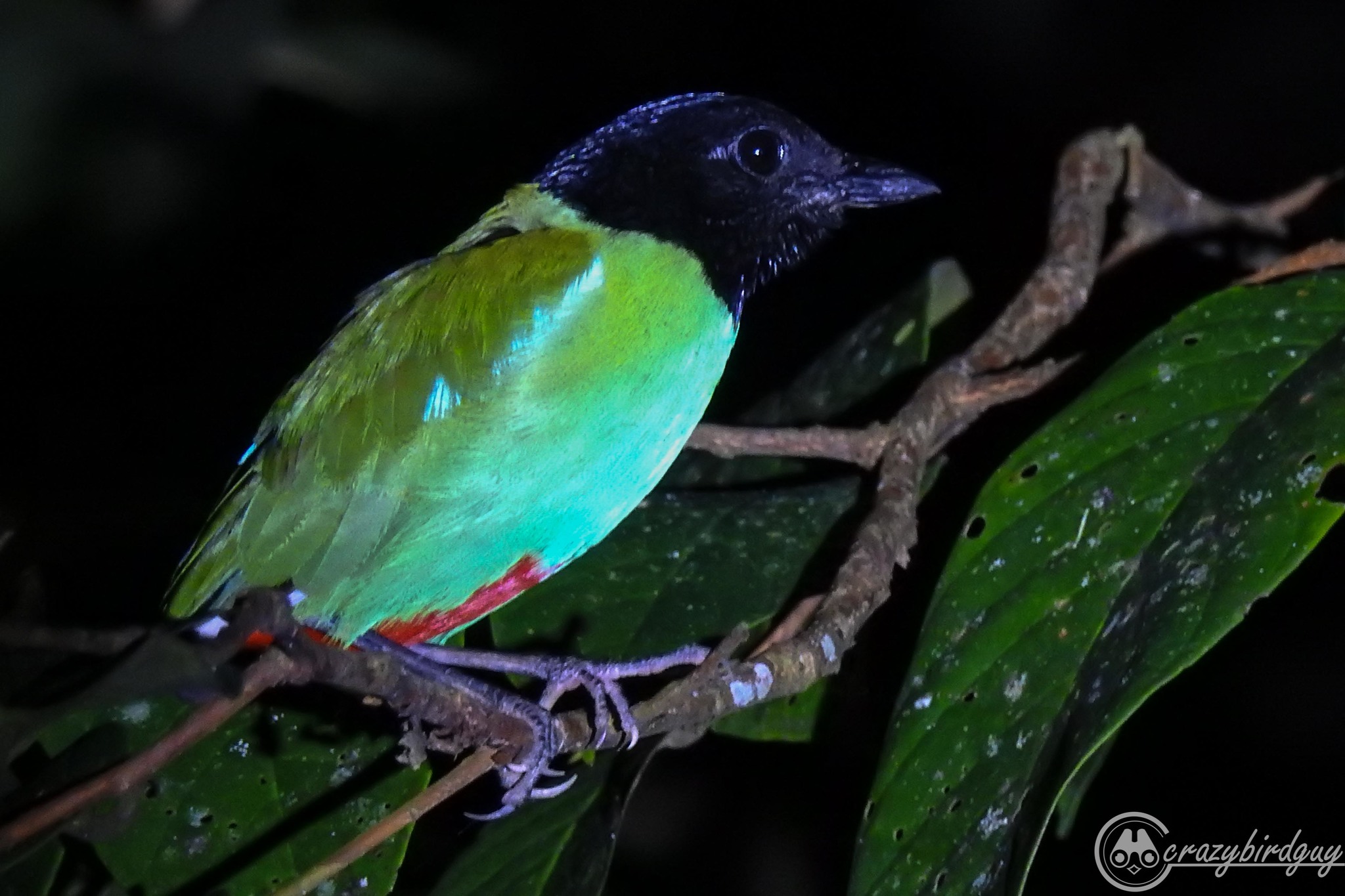 Western Hooded Pitta