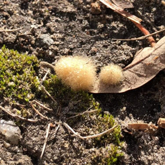 Druon quercuslanigerum