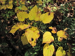 Dioscorea caucasica
