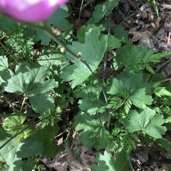 Sidalcea glaucescens