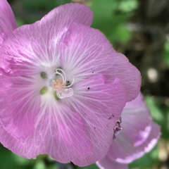 Sidalcea glaucescens