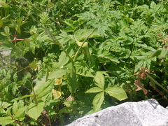 Arisaema jacquemontii