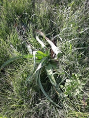 Crinum bulbispermum