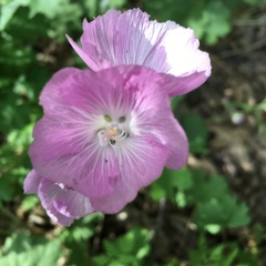 Sidalcea glaucescens