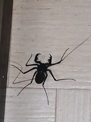 Phrynus operculatus