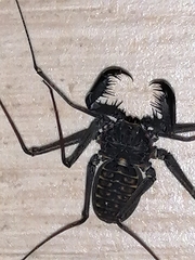 Phrynus operculatus