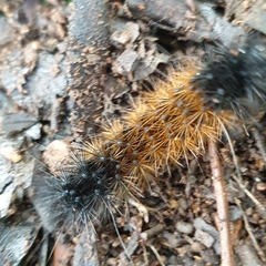 Rhodogastria similis