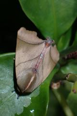 Carea angulata