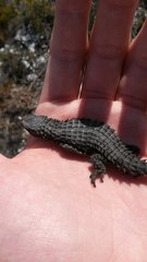 Cordylus macropholis