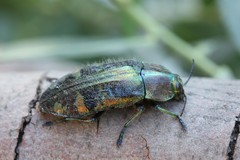 Hypoprasis elegans