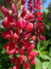 Bombus terrestris