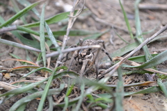 Lycosa praegrandis