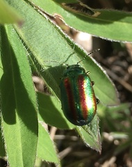 Oreina speciosa