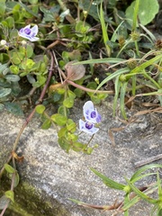 Lindernia grandiflora