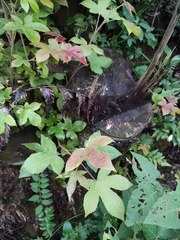 Liquidambar formosana