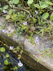 Lindernia grandiflora