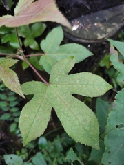 Liquidambar formosana