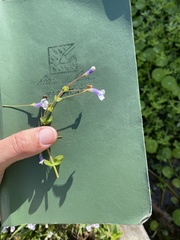 Lindernia grandiflora